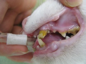 猫の重度口内炎 ナス動物病院 犬 ネコ うさぎ ペットの歯の治療を得意としています