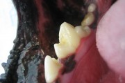 イヌの下顎第一後臼歯の歯折