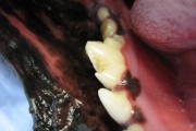 イヌの下顎第一後臼歯の歯折