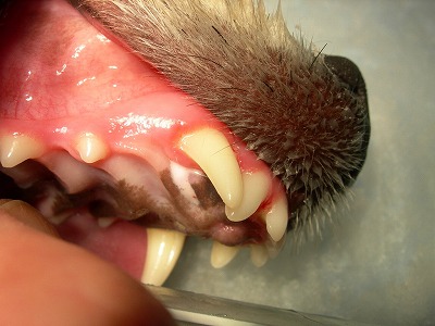 犬の犬歯の不正咬合 ナス動物病院